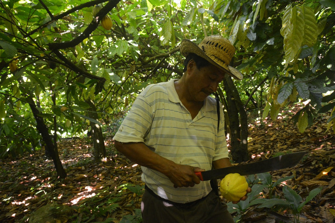 Chocolatería Fina y cacao fino de aroma